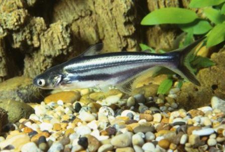 pangassius